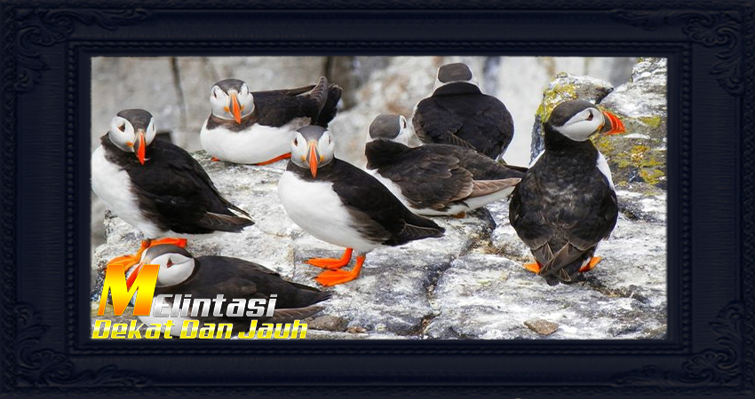 Mengagumi Burung Puffin di Islandia