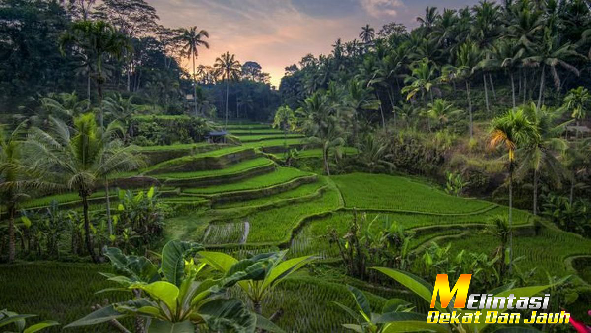 Tegallalang Rice Terrace Lanskap Hijau Ikonik Bali yang Mendunia